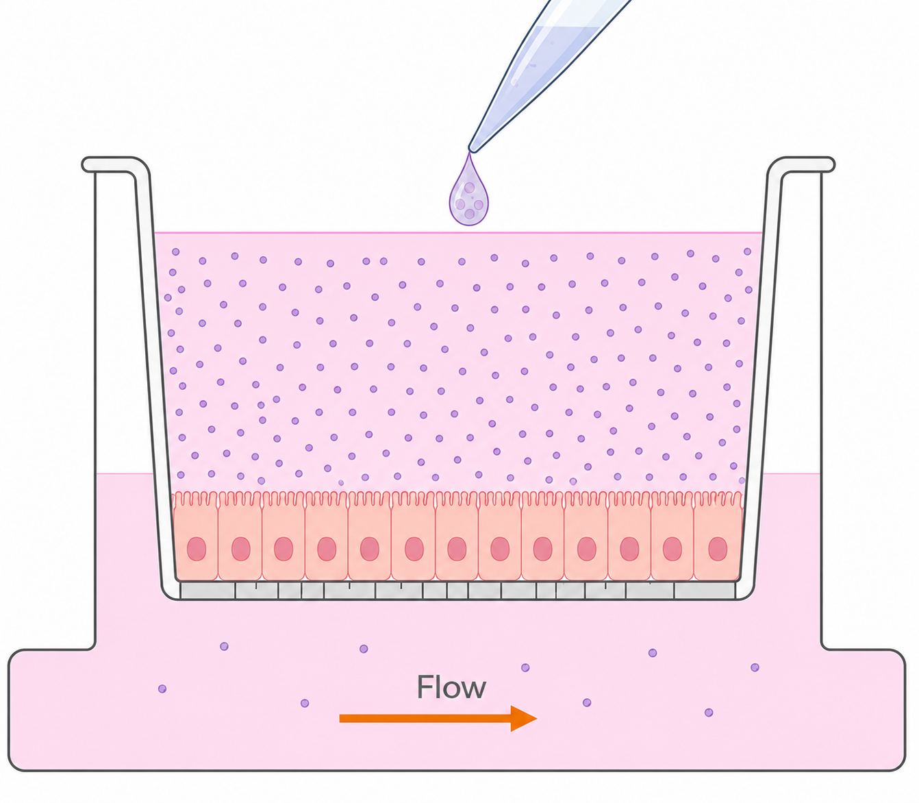 Gut permeability