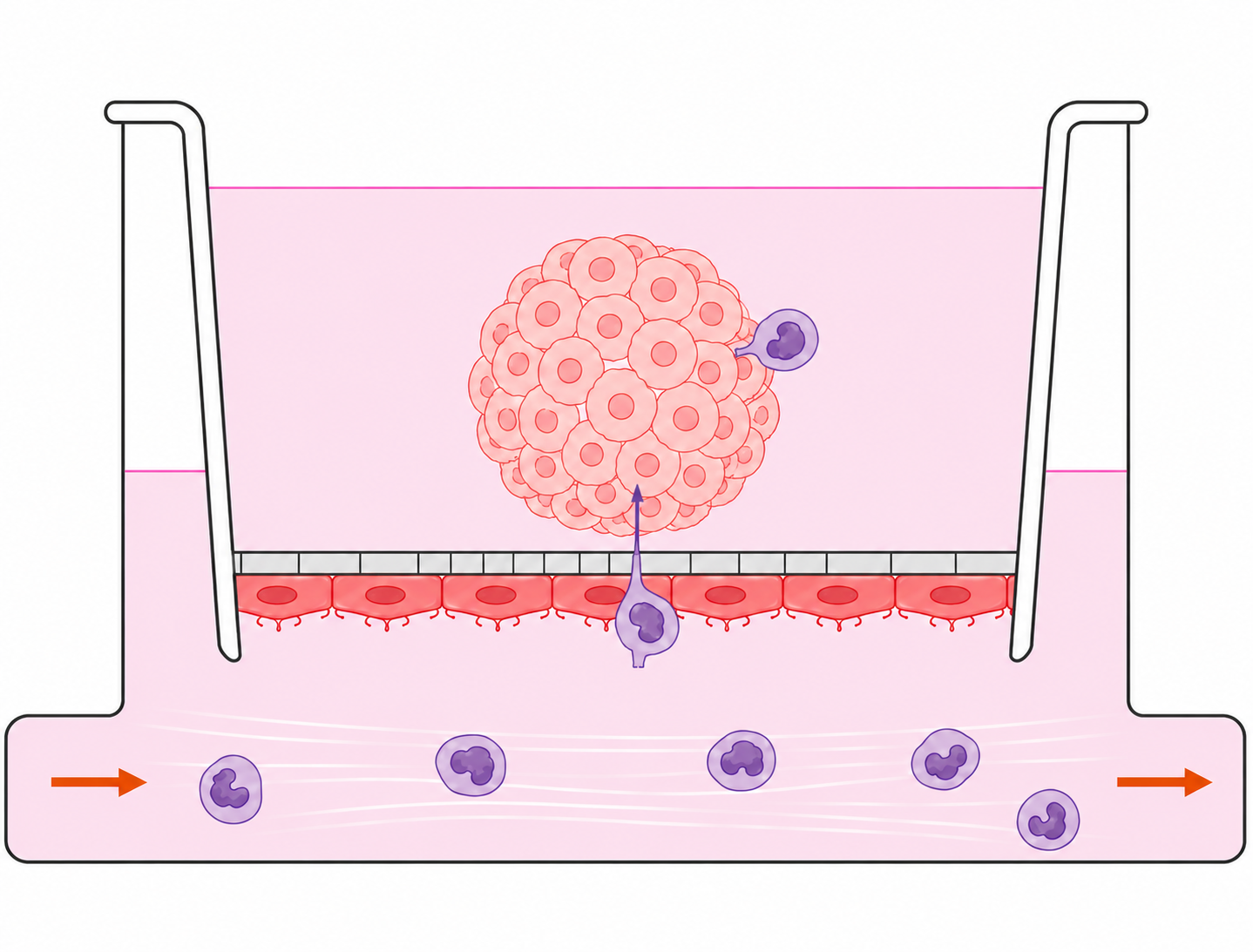 Immuno-oncology